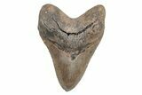 Fossil Megalodon Tooth - North Carolina #219956-1